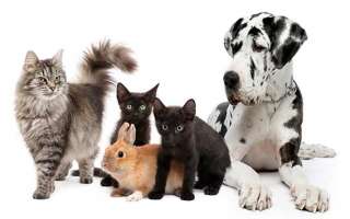 ANIMAUX 1 Flacon Personnalisé | Mélange de Fleurs de Bach