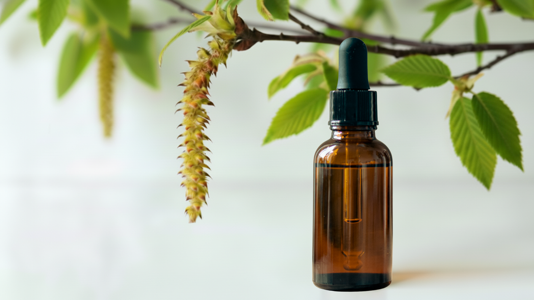 Hornbeam (Charme) : la Fleur de Bach de la vitalité et de la motivation