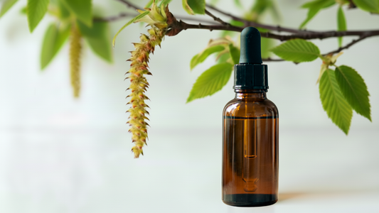 Hornbeam (Charme) : la Fleur de Bach de la vitalité et de la motivation
