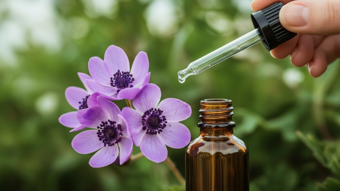 Centaury (Centaurée) : la Fleur de Bach pour l’affirmation de soi