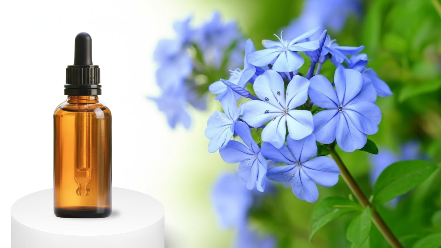 Cerato (Plumbago) : la Fleur de Bach de la confiance et de l’intuition