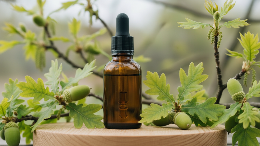 Oak (Chêne) : la Fleur de Bach de la force intérieure et de la persévérance