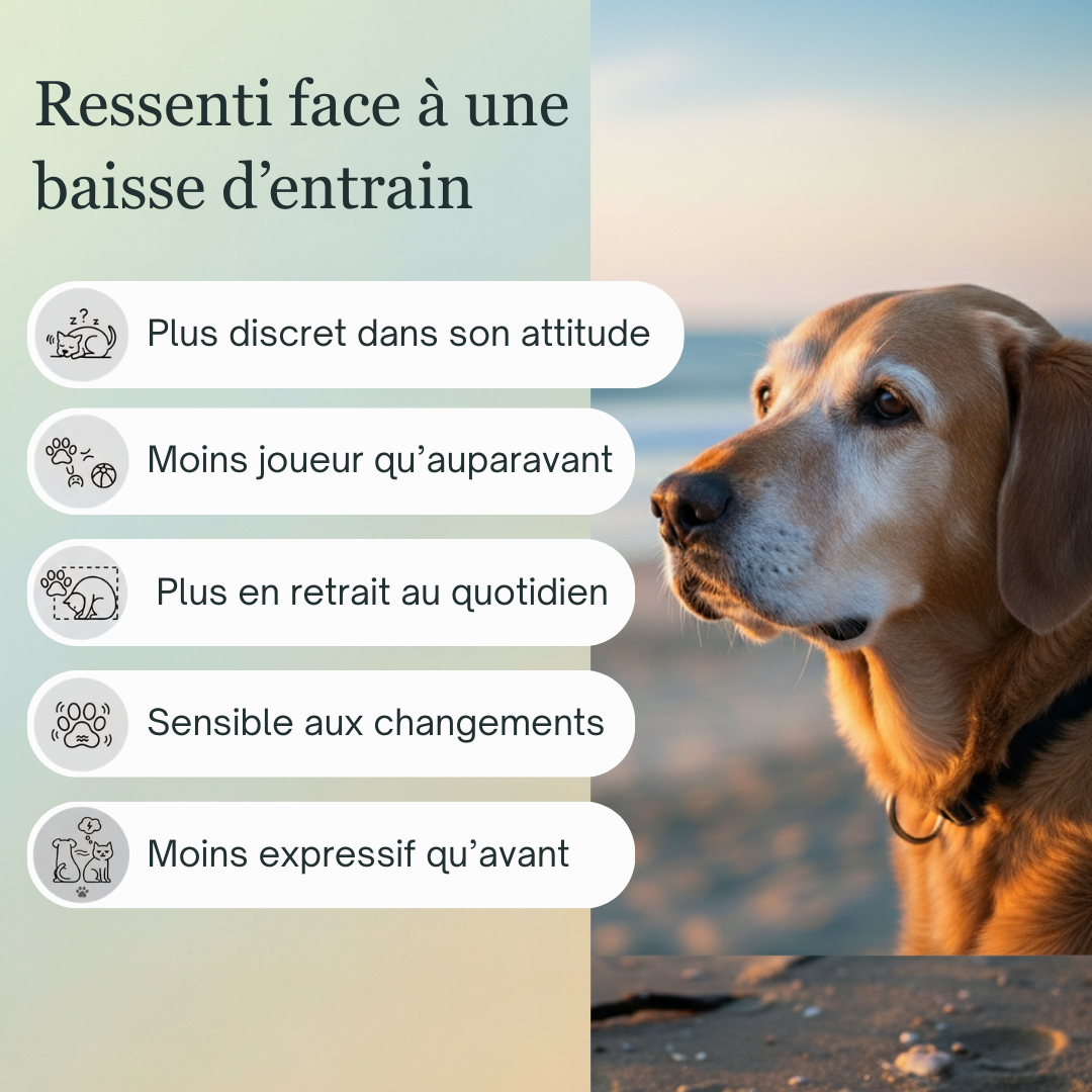 Joie & Bien-être | Fleurs de Bach sans alcool ajouté